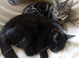 2x Kittens 11 week old brothers