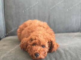 KC registered Poodle