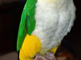 problem parrots rehomed/bereavement or struggling etc
