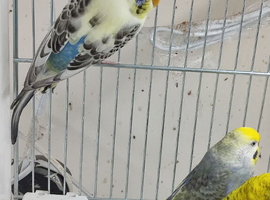 Budgies in London