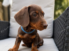 Chocolate male Miniature dachshund puppy
