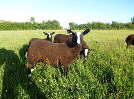 Zwartbles pedigree ewe lambs, MV acc, bluetongue vaccinated