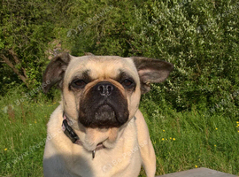 BEAUTIFUL FRUG LADY FOR REHOMING