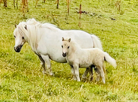 SA clear SPSBS reg mushroom carrier colt foal