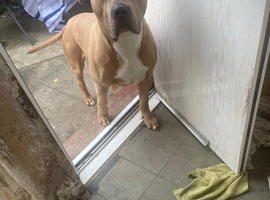American bully stud