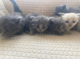 Ragdoll X British Kittens