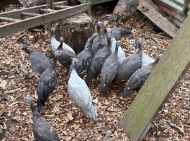 Guinea Fowl