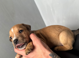 Tan male staffy pup