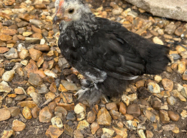 Pekin bantam growers  male and female