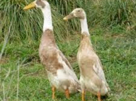 Indian runner ducklings (1 week old)