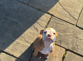 Old tyme bull dog
