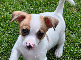 Jack russel puppies 10 weeks old