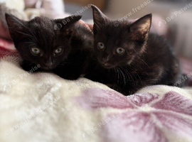 Beautiful Kittens