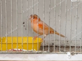 Harley Quinn canaries cocks