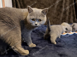 Bella- BSH for Rehoming! I can deliver if that's any help.