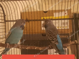 Reserved Black Face budgies