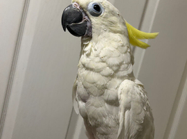 Hand Reared Baby Triton Cockatoo