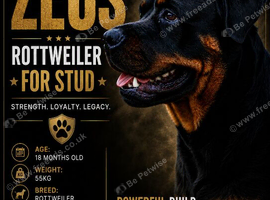 Rottweiler for stud