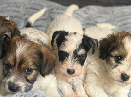 Beautiful Jackapoo Girl and boy puppies looking for there forever homes