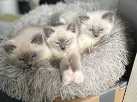 Ragdoll kittens 2 boys 1girl &325