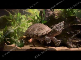 Musk turtle and full set up
