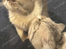 2 male persian indoor cats