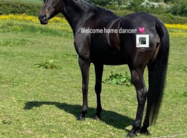 Dancer 15:2 British Riding Pony