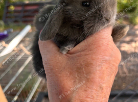 Mini lop pure bred