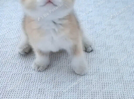 Beautiful fluffy teddy Golden and Silver pointed British Shorthair kittens