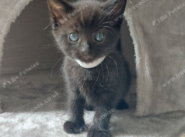Beautiful black fluffy babies. 1 boy left