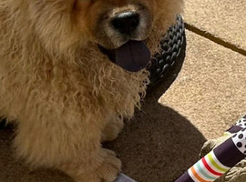 Beautiful female chow pure bred kc registered