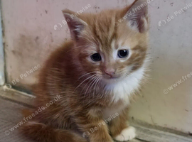 Ginger and tortie female RARE