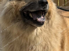 CHOW MIX - MAXI