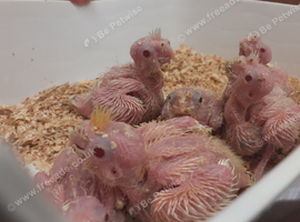Stunning Baby Lutino And Pied Vockatiels ready Now