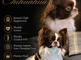 KC Russian import- Health tested- Proven stud