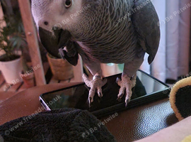 African grey