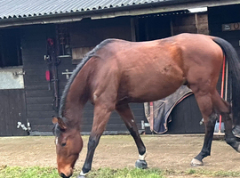 6 year old tb 17 hh gelding for loan or sale