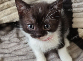Persian x kittens need to go ASAP