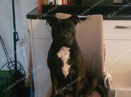Staffordshire Bull Terrier