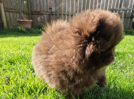 Chocolate pomeranian boy unique lines