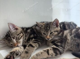 Kittens