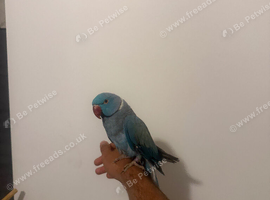 Beautiful blue male sweet Ringneck