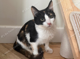 Manx Female Kitten