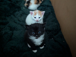 Kittens