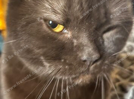 4.5 yr old British shorthair cat chocolate colour