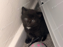 Kitten for sale