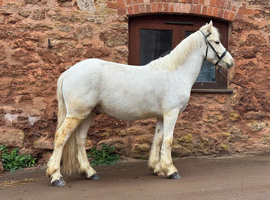 3 year old Mini Cob to make 12.2/3.