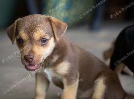 Jack Russell Puppies Lilac Chocolate Blue