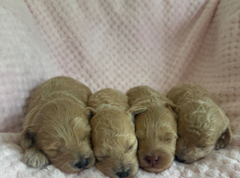 Beautiful MALTIPOO Puppies