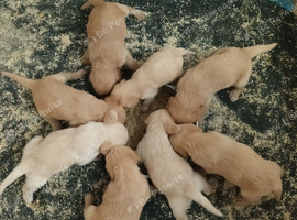 GOLDEN MINIATURE LABRADOODLE BOYS FROM 5* LICENCED BREEDER.